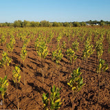 Cashmere Recycling Service - Cashmere Circle